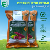 Benih Jagung Ungu Ketan SRIKANDI UNGU 500 gram Cap Bukit Mas Pulen Tahan Bulai Anti oksidan Tinggi