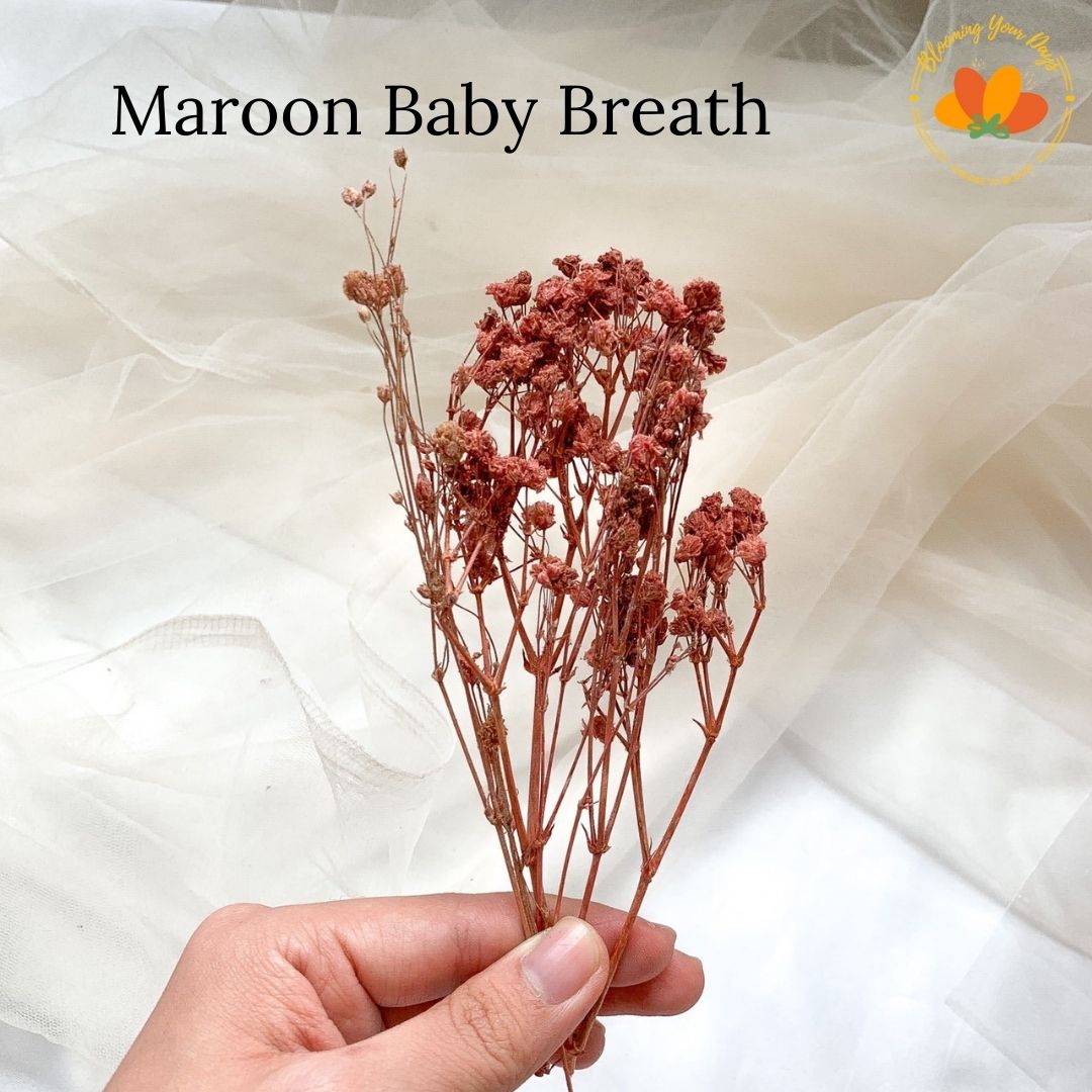 [ECER] Babys Breath/ Baby Breath / Dried Flower / Bunga Kering / Preserved Flower gypsophila babys breath