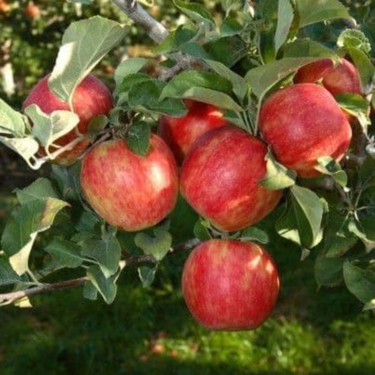 Сорт яблони хоней крисп фото и описание