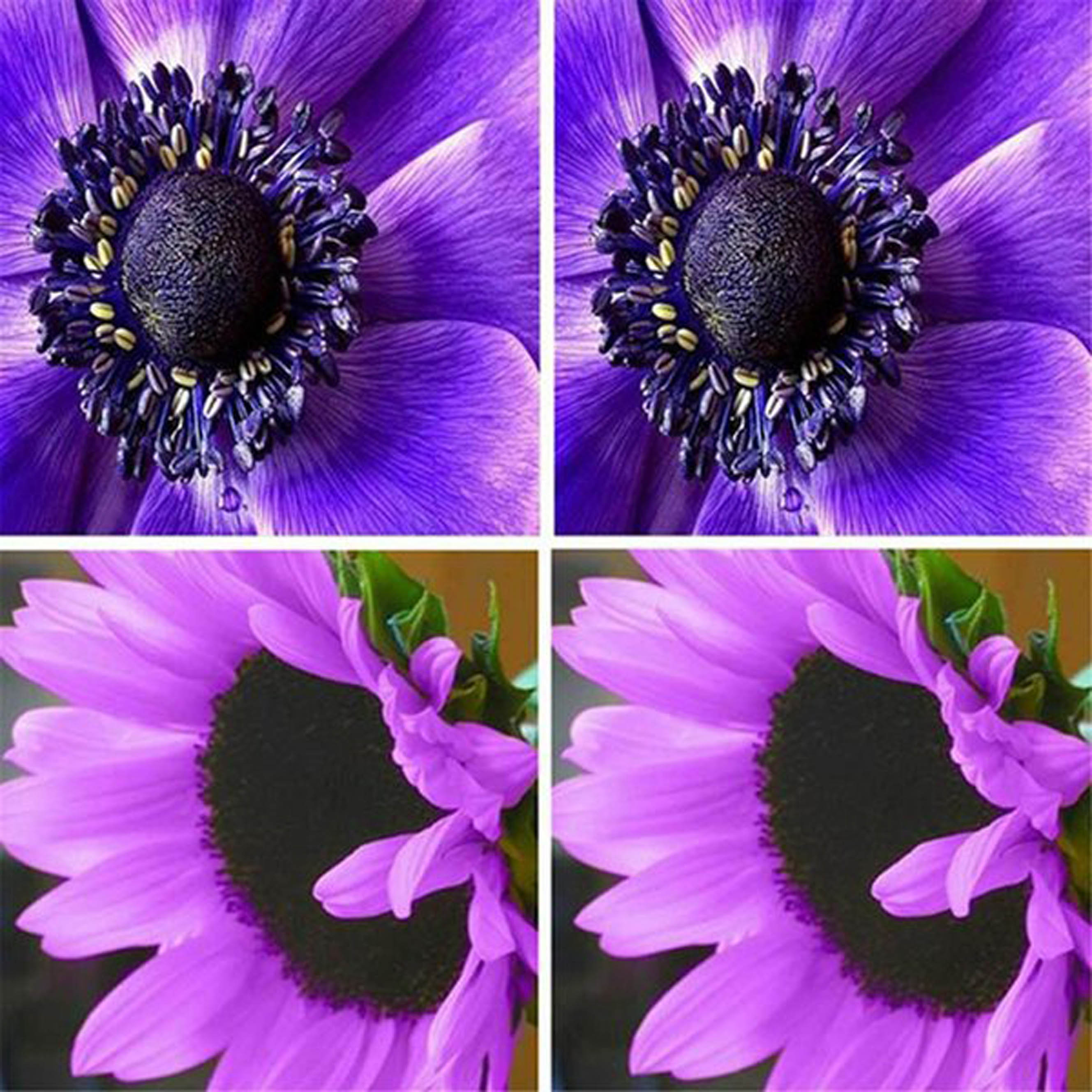 How To Grow Care For sunflowers with purple For Guied