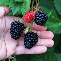 Bibit Blackberry Jumbo Super