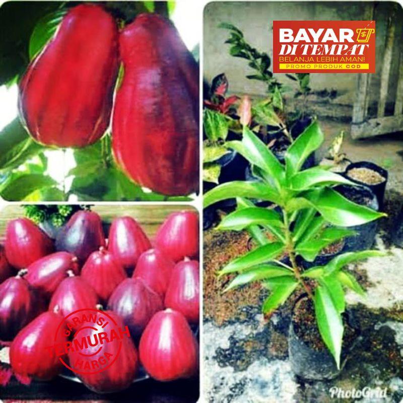bibit jambu jamaika/dersono/bol bibit jambu jamaika/dersono/bol