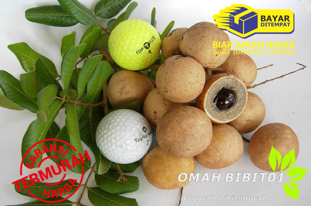 bibit buah kelengkeng Pingpong bibit buah kelengkeng pingpong