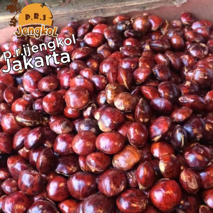Dimana Beli Jengkol 1 Kg Bandung Tua Besar Buletbelum Di Rendam Bisa