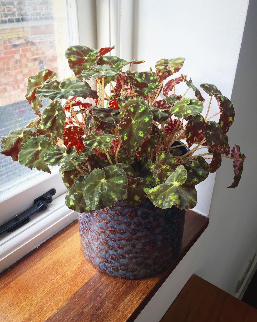 BIBIT TANAMAN HIAS BEGONIA TIGER PAW bibit tanaman hias begonia tiger paw