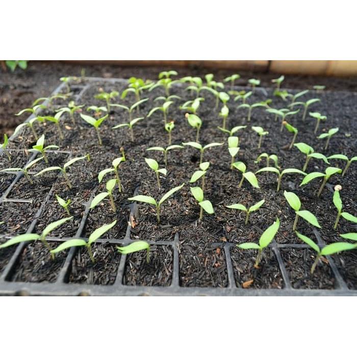 Tray Semai Pot Semai Seedling Bibit Untuk Benih Tray 105 Lubang tray semai pot semai seedling bibit untuk benih tray 105 lubang
