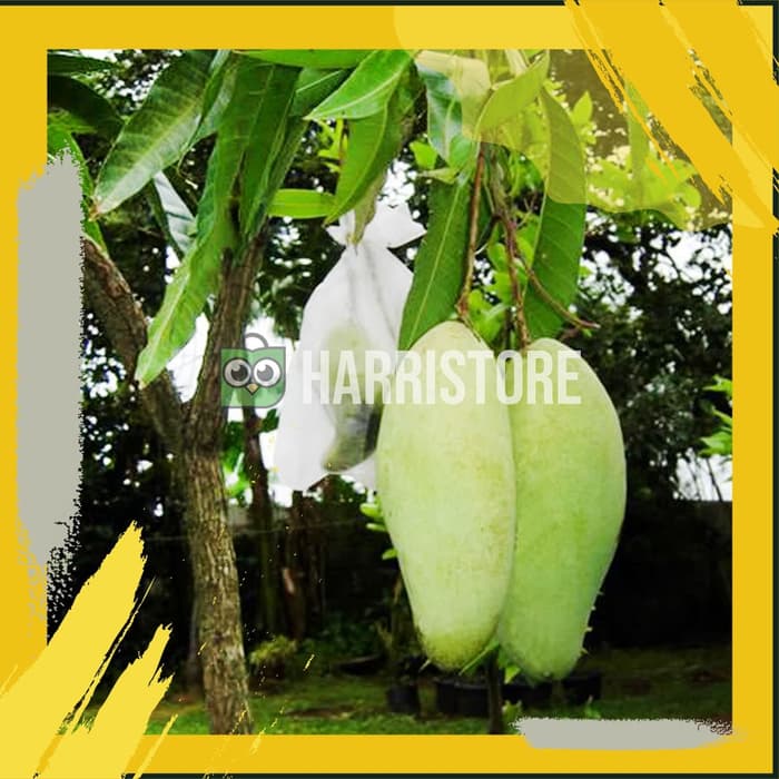 Bibit Tanaman Buah Mangga Golek Super Pohon Mangga Golek Y@I bibit tanaman buah mangga golek super pohon mangga golek y@i