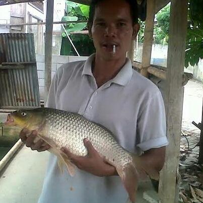 umpan ikan mas babon yang susah makan - 8f52ebdb257e53504facb2acaeb04bd4