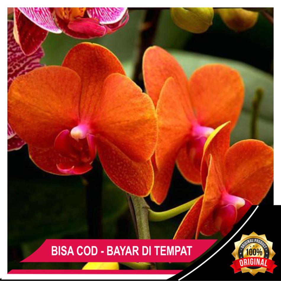 BIBIT ANGGERK DENDROMIUM SEDLING DEWASA AGROTANI BIBIT UNGGUL KRISNA bibit anggerk dendromium sedling dewasa agrotani bibit unggul krisna