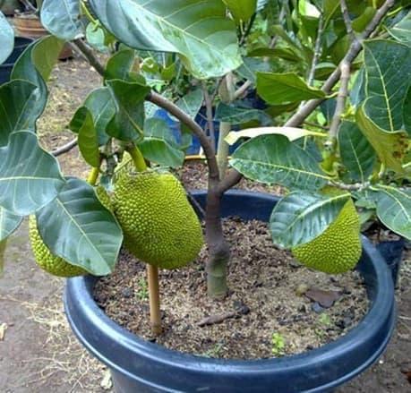 Bibit Tanaman Buah Nangka Mini Ng3Trend bibit tanaman buah nangka mini ng3trend