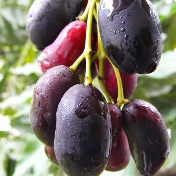 PKL BIBIT POHON BUAH JAMBLANG HITAM / DUWET - JUWET JAVA PLUM JAMLANG bibit tanaman juwet jamblang hitam