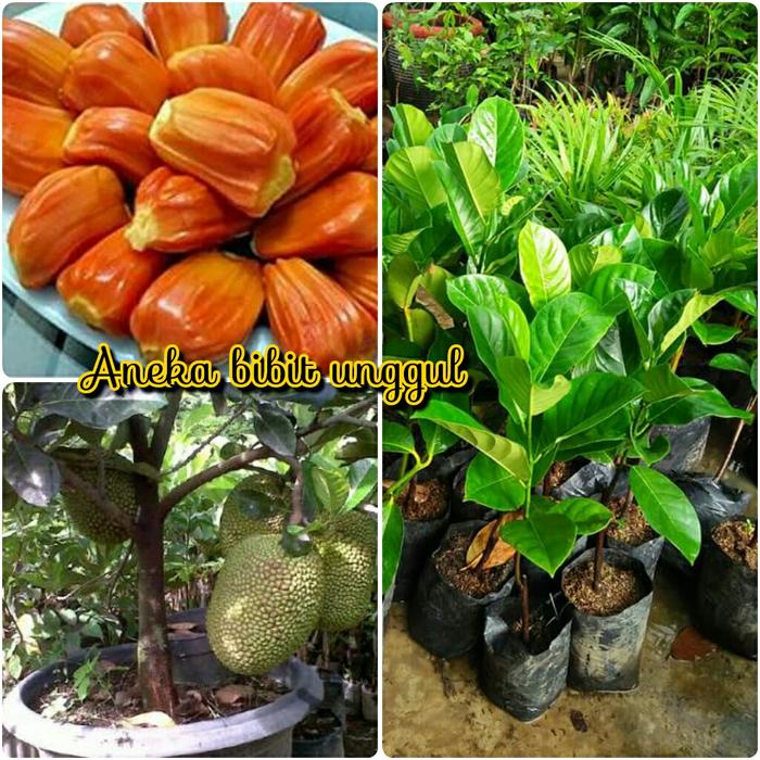 Bibit Buah Nangka Mini Merah Atau Nangka Madu Promo... bibit buah nangka mini merah atau nangka madu promo…