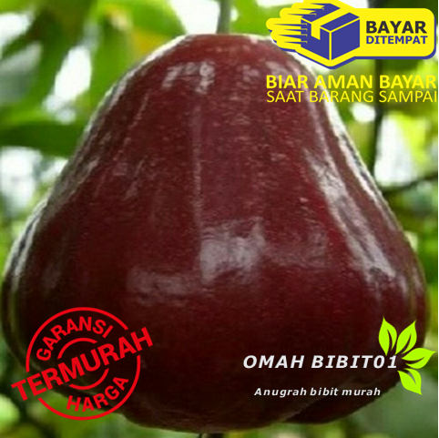 bibit tanaman buah jambu air kingrose bibit tanaman buah jambu air kingrose