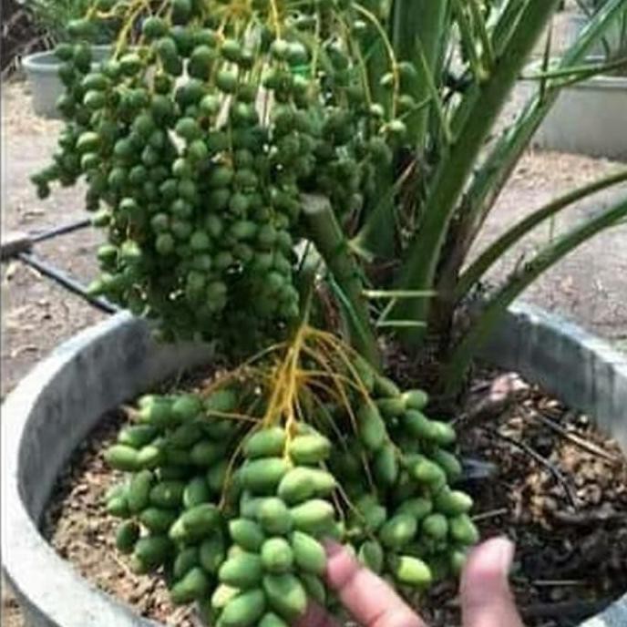 Promo 2 Bibit Pohon Kurma Tropis Jenis Barhee Jantan Dan Betina promo 2 bibit pohon kurma tropis jenis barhee jantan betina