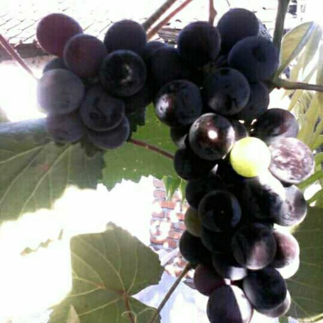 bibit anggur lokal isabel bibit anggur lokal isabel