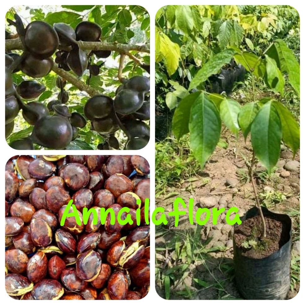 Dimana Beli Jengkol 1 Kg Bandung Tua Besar Buletbelum Di Rendam Bisa