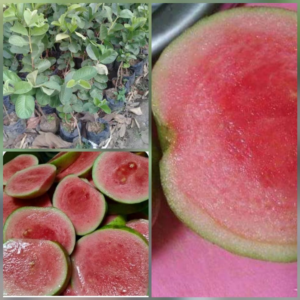 bibit jambu sukun merah bibit jambu sukun merah