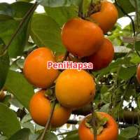Bibit Buah Kesemek Manis Hasil Cangkok Cepat Berbuah