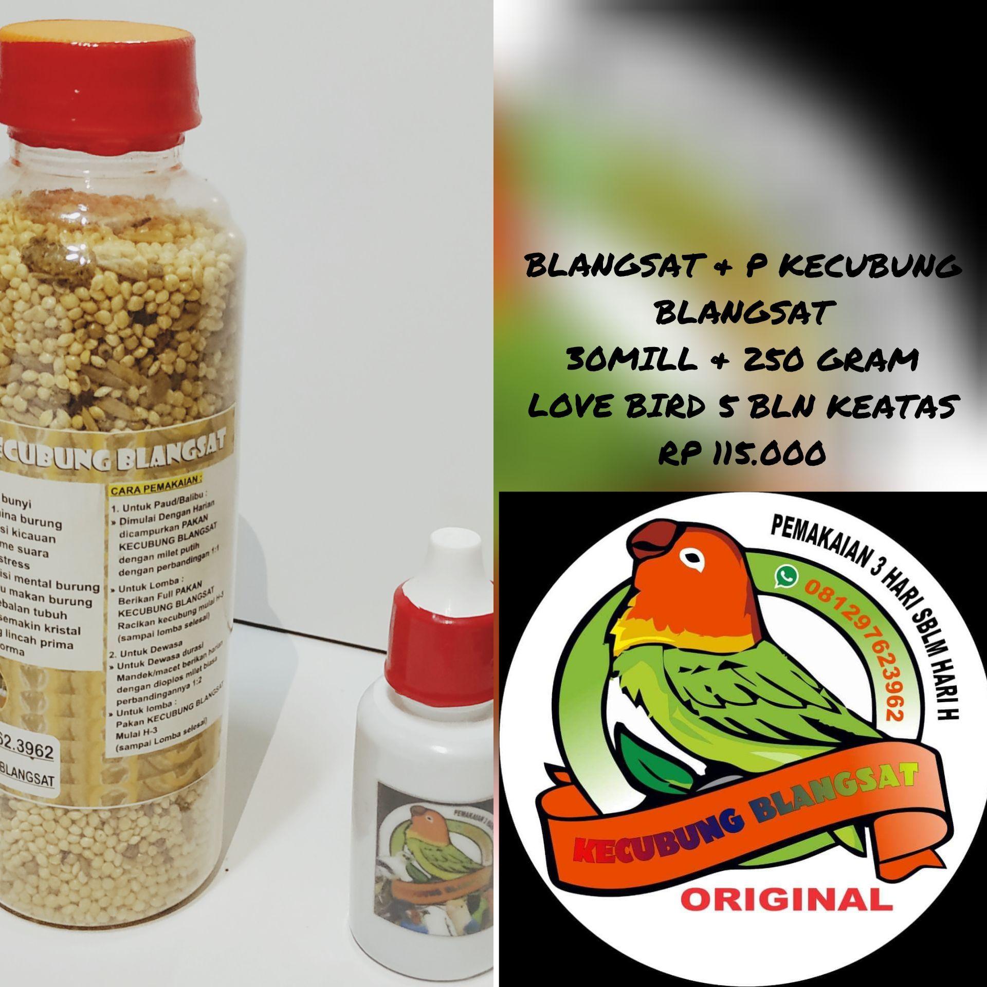 Update Harga blangsat 30m & pakan kbl 250g Hari Ini Update Harga blangsat 30m & pakan kbl 250g Hari Ini
