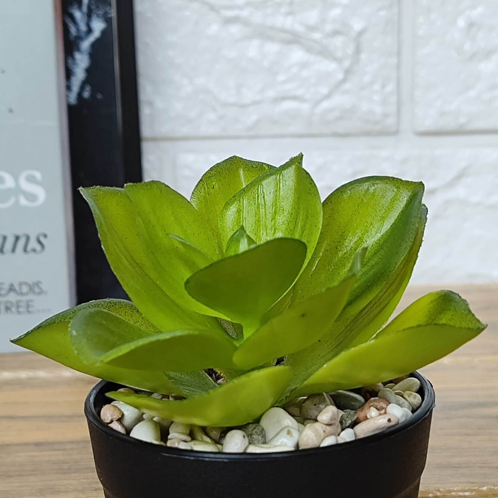 Tanaman Hias Kaktus Sukulen Mini Ornamen Dekorasi Artificial Flower Buatan COD PBP213