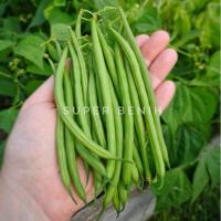 isi Paket 20 Biji - Benih Baby Buncis PRANCI (perdu/tidak merambat) - F1 SEEDS