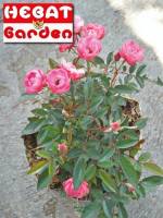 Mawar rambat pink holland