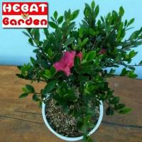 Tanaman Bunga Azalea ungu - Azalea indica formosa phoenicia - Saliyah ungu - Hebat Garden