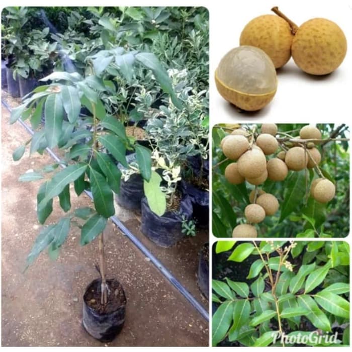 Orisinil Bibit Pohon Kelengkeng Diamond Klengkeng River Lengkeng Buah Berkah orisinil bibit pohon kelengkeng diamond klengkeng river lengkeng buah berkah