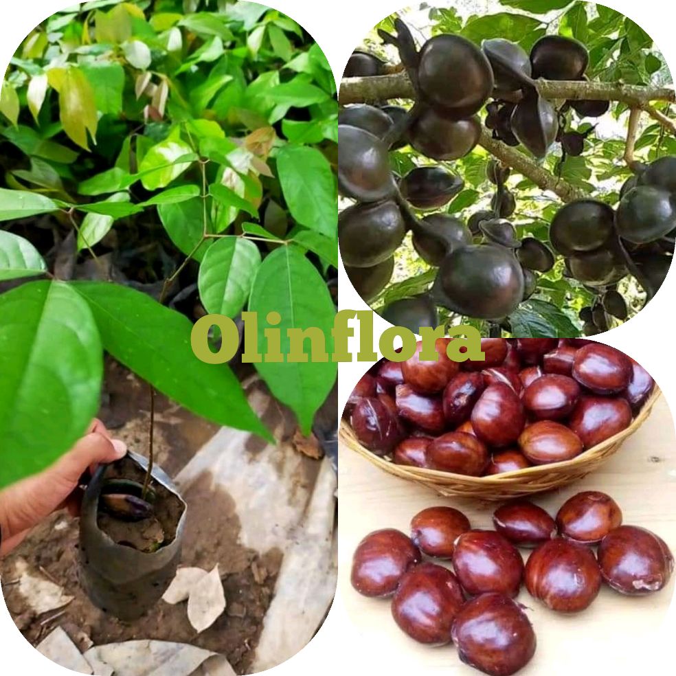 Dimana Beli Jengkol 1 Kg Bandung Tua Besar Buletbelum Di