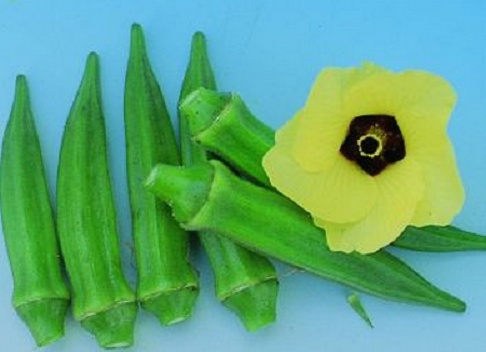 bibit bunga benih okra hijau f1 lazada indonesia bibit bunga benih okra hijau f1 lazada indonesia