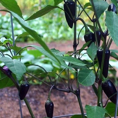 bibit bunga benih cabe black hungarian pepper lazada bibit bunga benih cabe black hungarian pepper lazada